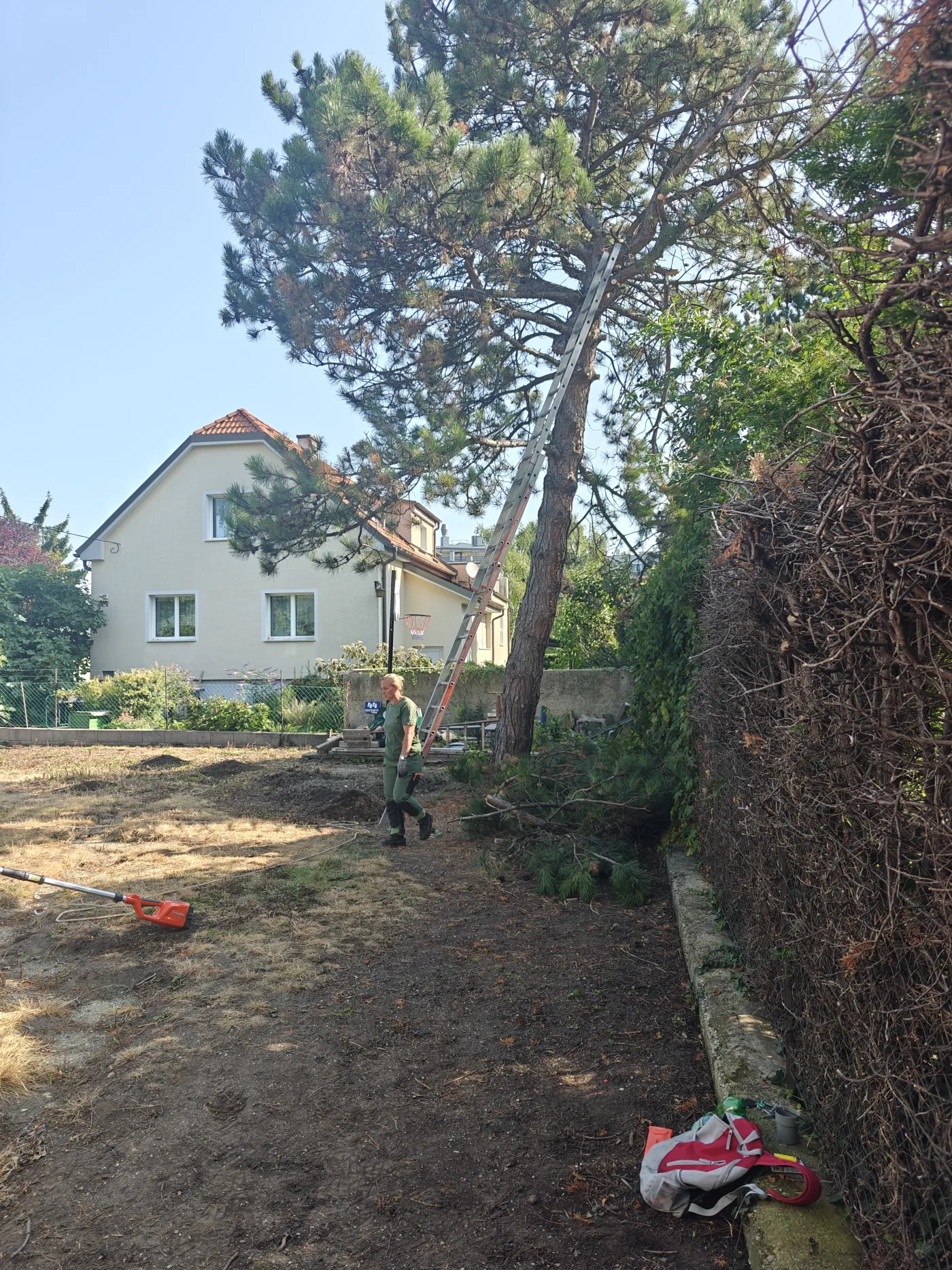 Sečenje drveća Beograd – orezivanje i rušenje stabala
